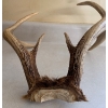 Image 2 : Animal Antlers 14L