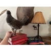 Image 1 :  taxidermy Prairie chicken with cabin style lamp and books