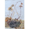 Image 3 : Untitled Dried and Dyed Wild Flowers, Artist: Mary Koonookoochook, Framed Under Glass 11.5 X 10 