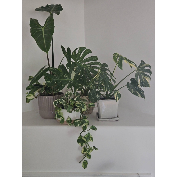 Variegated Houseplants in Decorative Pots