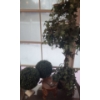 Image 1 : Artificial Greenery Includes Topiaries, and Display Wooden Stool, Ivy Tree 46 T, 9 Base 