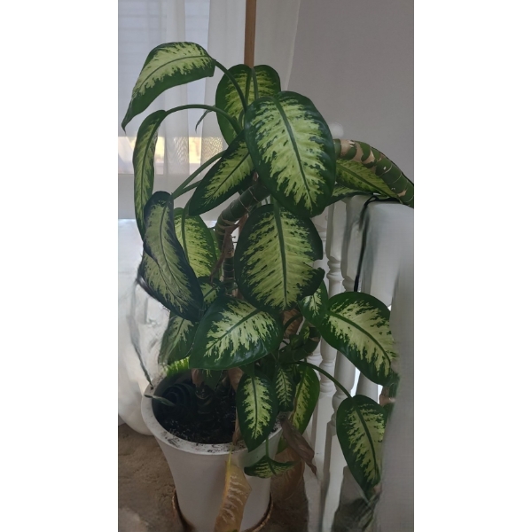 Large Natural Dieffenbachia Houseplant- Pot 16" Diameter, 15 T- Plant Over 5 Feet Tall