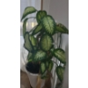 Image 1 : Large Natural Dieffenbachia Houseplant- Pot 16" Diameter, 15 T- Plant Over 5 Feet Tall