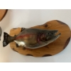 Image 2 : Rainbow trout wall mount Don Patrition Four Seasons Taxidermy 24” is the fish 27” wood mount
