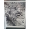 Image 3 : Raccoon Study by Carl Brenders Artist Proof 41/76 20 1/2 w 23 1/2 h