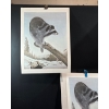 Image 2 : Alex Halliburton 3 Copies of Spring Forager 21.5Tx16.5W