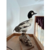 Image 3 : Vintage taxidermied bufflehead duck 