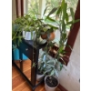 Image 2 : Selection Of House Plants 