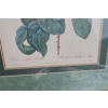 Image 8 : Vintage, Framed Botanical Prints Of Roses After The Original Illustrations 17''*22''INCHES