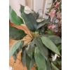 Image 4 : Artificial Plants and Greenery with Tallest Plant Stand Measuring 32 Inches