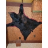 Image 2 : Vintage Bear Skin Rug 57x36 Black Bear  