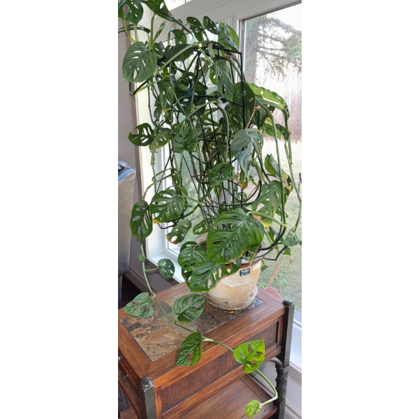 Monstera Adansonii Or Swiss Cheese Plant - Monkey Mask House Plant (Living Plant)