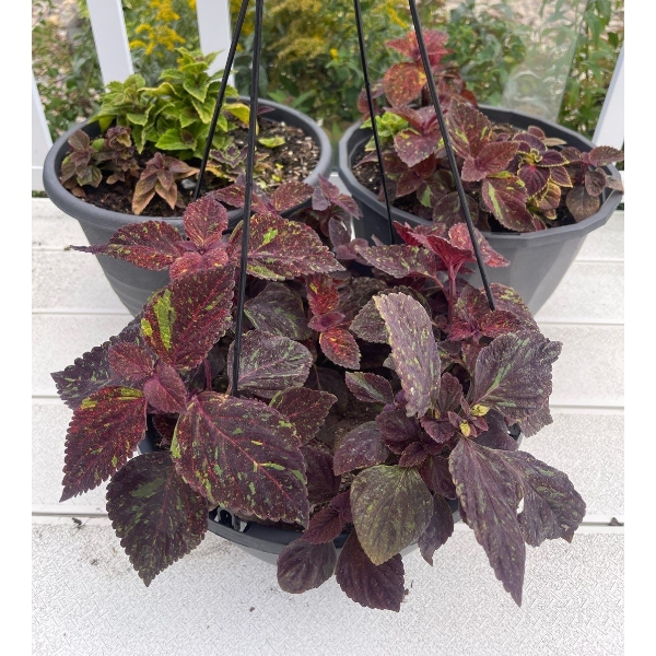 3 Outdoor Potted Plants - Perennials - Coleus  