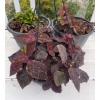 Image 1 : 3 Outdoor Potted Plants - Perennials - Coleus  