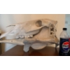 XL Skull Bones Species Unknown 27L