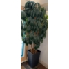 Image 2 : Nearly Natural 8ft Artificial Decorative Rhapis Palm /Lady Palm Tree