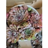 Image 4 : Live Succulent Garden #3 - 3 Large 2 Medium Sized Pots 