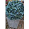 Image 3 : Live Outdoor Plant (Dianthus + Portulaca) w/ 2 Artificial Topiary Balls 