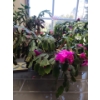 Image 5 : Christmas Cactus & Pair of Jade Plants & other Asst Decor