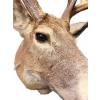 Image 4 : DEER WHITE TAILED