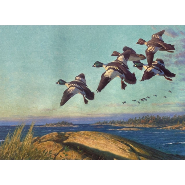Dwayne Harty "Georgian Bay Goldeneyes" Signed Wildlife Habitat Canada Print