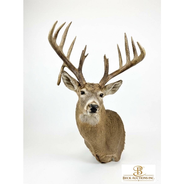DEER WHITE TAILED