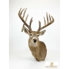 Image 1 : DEER WHITE TAILED