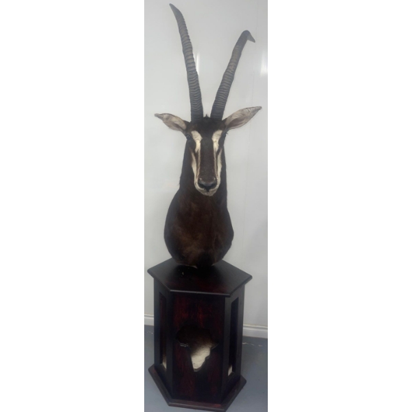 African Sable Antelope Torso 24W x 42D x 96T