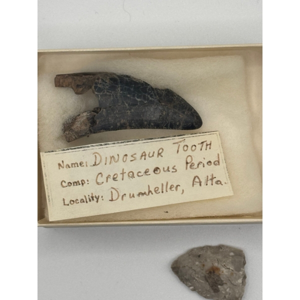 dinosaur tooth from the CRETACEOUS Period Drumheller Alberta and a indigenous arrowhead.