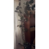 Image 2 : 7 Foot Tall Rubber Tree Plant - Ficus Elastica 
