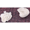 Image 5 : Coral and Fossil Fragments