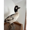 Image 4 : Vintage taxidermied bufflehead duck 