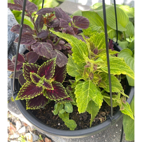3 Outdoor Potted Plants - Perennials - Unique  