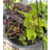 Image 1 : 3 Outdoor Potted Plants - Perennials - Unique  