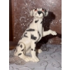 Image 3 : Dalmatian Dog Figurine and Plate Collection