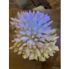Image 2 : Coral 10x8x7 amazing piece of coral form the depths of the ocean 