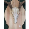 Image 3 : Deer Skull with Antlers on Wood Plaque