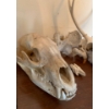 Image 4 : Bone Bundle - Assorted Skulls & More