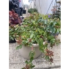 Image 3 : 4 Outdoor Hanging Potted Plants 13T