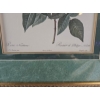 Image 7 : Vintage, Framed Botanical Prints Of Roses After The Original Illustrations 17''*22''INCHES