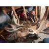 Image 2 : Man Cave and She shed Items horn Mounts 