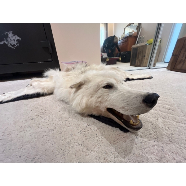  wolf rug with some damage includes fur that originally came off of it to fix it