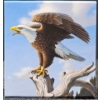 Image 3 : 2014 $100 for $100 Majestic Bald Eagle - 99.9% Fine Silver Coin - #3