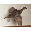 Image 3 : Sharp-tailed Grouse and rough tailed grouse wall hang mounts both are vintage in great shape . 
