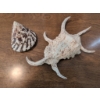 Image 9 : Coastal-Inspired Lot With Glass Jar, Decorative Shells, Necklaces, and Starfish