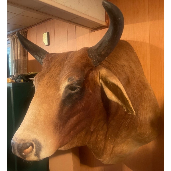 Asian Bull 30W x 40D x 38T