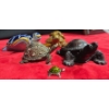 Image 2 : Collection of Turtles Many Sizes