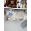 Image 5 : Stuffed Animals Collection