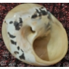 Image 3 : Seashells, Starfish, Lantern Parts, and Red Lantern