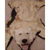 Image 2 : Taxidermy Polar Bear Rug (Severe Damage to Hyde) 85L
